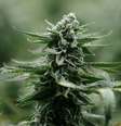 Planta de maconha em Ontário, no Canadá 04/01/2018 REUTERS/Chris Wattie  Foto: Reuters