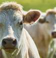 Indústria da carne é forte na França, onde apenas 3% da população é vegetariana  Foto: Getty Images / BBC News Brasil