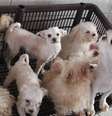 Os mais de 100 cachorros foram colocados aos cuidados do Projeto Anjo de Quatro Patas  Foto: Polícia Civil