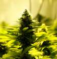 Pés de maconha plantados em estufa de um clube de fumantes de Montevidéu, no Uruguai  Foto: Andres Stapff/File Photo / Reuters