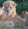 Segundo o dono da reserva, os caçadores encontraram um grupo grande de leões que vive no local - esta família faz parte do bando  Foto: Sibuya Game Reserve / Reprodução / BBC News Brasil