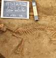 Primeiros cães vieram para as Américas apenas por volta de 10 mil anos atrás, segundo achados arqueológicos  Foto: Illinois State Archaeological Survey / BBC News Brasil