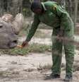 Sudan, o último rinoceronte branco do norte macho, que morreu em março de 2018  Foto: Reuters / BBC News Brasil