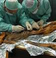 Pesquisadores vasculham múmia em busca de indícios da alimentação  Foto: South Tyrol Archaeology Museum\Eurac\M.Samadelli / BBC News Brasil