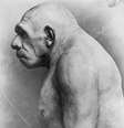 Homem Neanderthal  Foto: General Photographic Agency / Getty Images
