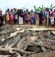 Centenas de crocodilos mortos na Indonésia em retaliação a ataque a um morador 14/07/2018 Antara Foto/Olha Mulalinda /via Reuters  Foto: Reuters