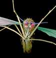 Nova droga é capaz de eliminar parasitas - que entram no corpo humano por picada de mosquito - com apenas uma dose  Foto: Science Photo Library / BBC News Brasil
