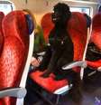 Um cão da raça poodle foi fotografado sentado em um tem da Virgin Trains na Inglaterra.  Foto: Twitter / @VanBird / imagem cedida pela responsável / Estadão