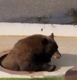 Nos EUA, um urso se escondeu de uma tempestade dentro do sistema de esgoto  Foto: Twitter / Reprodução