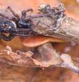 A falsa-viúva-negra costuma se alimentar de insetos, animais invertebrados e até de outras aranhas  Foto: Getty Images / BBC News Brasil