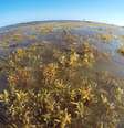 A presença das algas mudou um dos aspectos mais famosos das praias caribenhas: as águas cristalinas  Foto: Marta García / BBC News Brasil