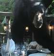 Urso roubou pizza que estava em mesa de restaurante.  Foto: Facebook/carolyn.b.cook1 / Estadão Conteúdo