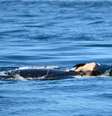 A orca identificada como J35 está há mais de duas semanas carregando seu filhote morto enquanto viaja pelas águas do oceano Pacífico na costa noroeste dos Estados Unidos.  Foto: Facebook / Michael Weiss, Center for Whale Research / Estadão Conteúdo
