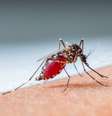 A malária é uma doença infecciosa febril aguda causada por protozoários transmitidos pela fêmea infectada do mosquito Anopheles  Foto: Smuay / iStock