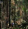 Homem corta árvore na Floresta Amazônica perto de Itaituba
 7/8/2017    REUTERS/Nacho Doce   Foto: Reuters