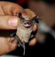 Pesquisadores compilaram os sons emitidos por 65 especies de morcegos, entre eles o 'Molosssops temminckii'  Foto: Divulgação / BBC News Brasil