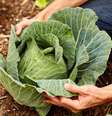 Pesquisa mostra como substâncias presentes em determinados legumes e verduras podem ajudar a prevenir a doença  Foto: Getty Images / BBC News Brasil