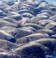 Depois de se enroscarem em rede de pesca ilegal, centenas de tartarugas com risco de extinção morrem no México  Foto: DEFESA CIVIL DE OAXACA / BBC News Brasil