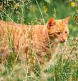 A cidade de Omaui quer proteger a fauna local dos gatos que andam soltos  Foto: Getty Images / BBC News Brasil