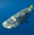 Várias espécies marinhas, desde os menores até baleias gigantes, acabam comendo plástico porque sentem nele cheiro de comida  Foto: Getty Images / BBC News Brasil