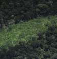 Área desmatada em terra indígena da Amazônia 25/03/2014 REUTERS/Lunae Parracho  Foto: Reuters