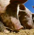 Carolina do Norte é o segundo maior Estado americano em criação de porcos  Foto: SPL / BBC News Brasil