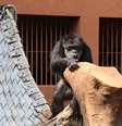 Chimpanzé Black, um dos anciões do zoo de Sorocaba, chegou aos 60 anos  Foto: Gilberg Antunes - PMS / divulgação / Estadão