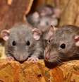 Segundo o estudo feito pela Universidade de Fordham, em Nova York, gatos não são bom predadores de ratos  Foto: Pixabay/reprodução / Estadão Conteúdo