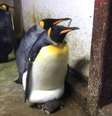 Em um zoológico da Dinamarca, um casal gay de pinguins 'adotou' um filhote quando viu que seus pais estavam ausentes – o que gerou uma grande briga.   Foto: Facebook/OdenseZOO / Estadão