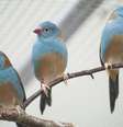Pesquisadores analisaram o comportamento do cordon-bleu-de-cabeça-azul  Foto: Nao Ota / BBC News Brasil