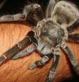 Analgésico feito a partir de substância extraída de aranha é desenvolvido no Brasil  Foto: Vini Christ / BBC News Brasil