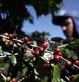 Plantação de café em Espirito Santo do Pinhal, São Paulo
18/05/2012 REUTERS/Nacho Doce  Foto: Reuters