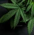 Folha de cannabis  Foto: Yarygin / iStock