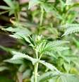 Comissão do Senado aprovou o cultivo de maconha para uso medicinal  Foto: Vitorino Junior / Photopress / Estadão Conteúdo