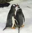 Pinguins  Foto: Reuters