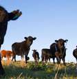 A doença da vaca louca atinge o sistema nervoso dos animais  Foto: Getty Images / BBC News Brasil
