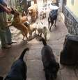 Cães recebem carinho enquanto brincam na creche 'Ossos do Ofício', na Vila Mariana, em São Paulo.  Foto: Divulgação/Ossos do Ofício / Estadão