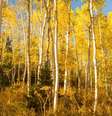 Nem elefante, nem baleia - o maior organismo vivo do mundo, na visão de alguns cientistas, é o bosque Pando  Foto: Getty Images / BBC News Brasil