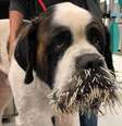 Cachorro após acidente com porco-espinho  Foto: Facebook / @lollypopfarm / Estadão