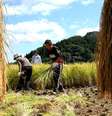 Medida ajudaria a aliviar problema de falta de mão-de-obra em setores como a agricultura  Foto: Getty Images / BBC News Brasil