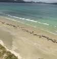 Baleias encalhadas em praia da Nova Zelândia 25/11/2018  New Zealand Department of Conservation/Divulgação via REUTERS  Foto: Reuters