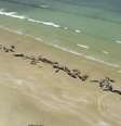 Área remota, a consequente falta de funcionários, e a deteriorada condição das baleias obrigaram o sacrifício dos animais  Foto: DW / Deutsche Welle