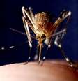 Mosquito  Foto: iStock