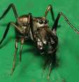 A Toxeus magnus amamenta seus filhotes  Foto: AFP / BBC News Brasil