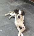 O cachorro que vivia solto na loja do Carrefour teria sido envenenado e espancado até a morte por um segurança  Foto: Reprodução/Facebook / Estadão Conteúdo