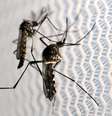 Mosquitos Aedes aegypti em Campinas  Foto: Paulo Whitaker / Reuters