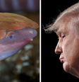 A EnviroBuild, empresa que ganhou o direito de batizar o animal, editou uma foto da pequena criatura com o cabelo de Trump  Foto: EnviroBuild / Getty Images / BBC News Brasil