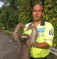O agente Alexandre, da CET-RJ, resgatou o bicho-preguiça na estrada Grajaú-Jacarepaguá.  Foto: Twitter/OperacoesRio / Estadão