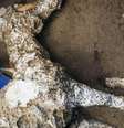Pompeia foi soterrada por cinzas do Vesúvio em 79 d.C., o que preservou construções e corpos de animais e de pessoas  Foto: DW / Deutsche Welle