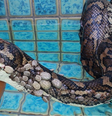 Especialistas acreditam que cobra entrou em piscina para tentar se livrar de carrapatos  Foto: Tony Harrison/Facebook / BBC News Brasil
